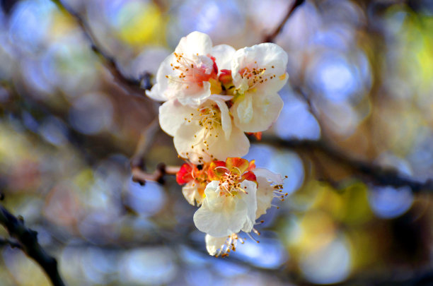 广红樱花