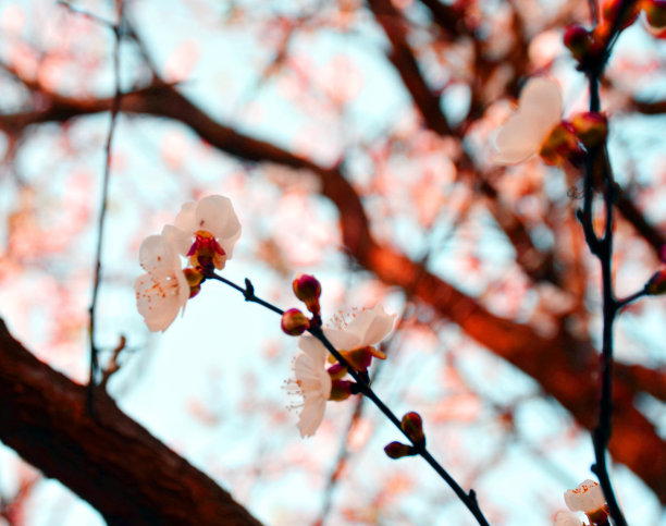 广红樱花