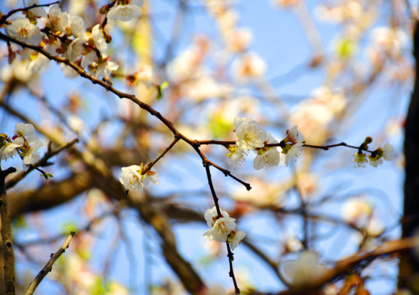 广红樱花