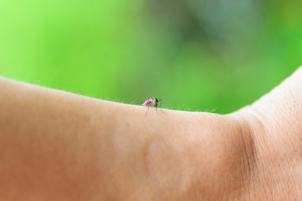 mosquito
