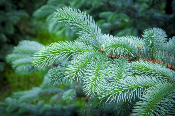 spruce
