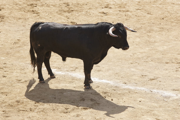 toro