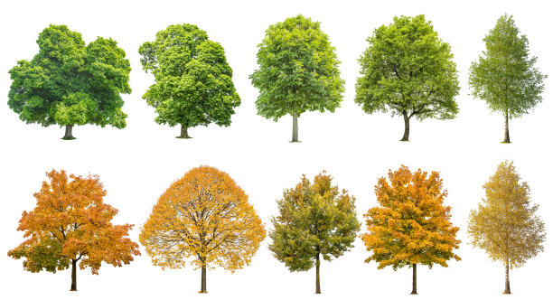 maple