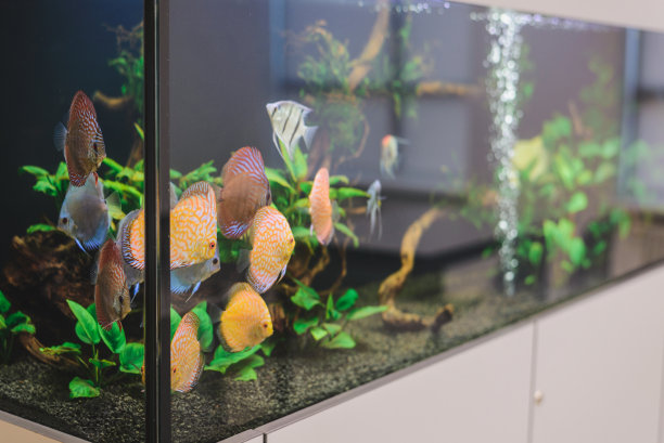 aquarium