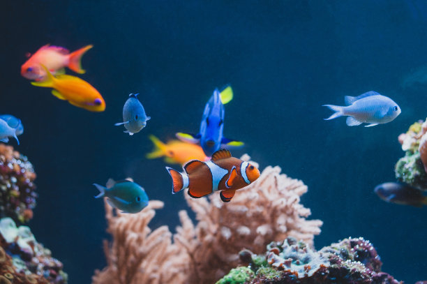 aquarium