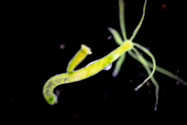 cnidaria