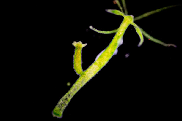 cnidaria