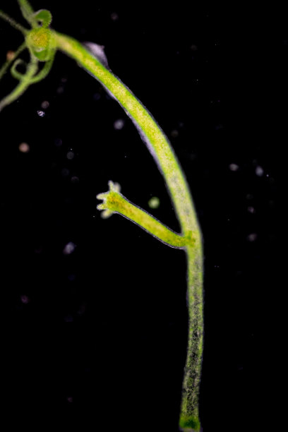 cnidaria