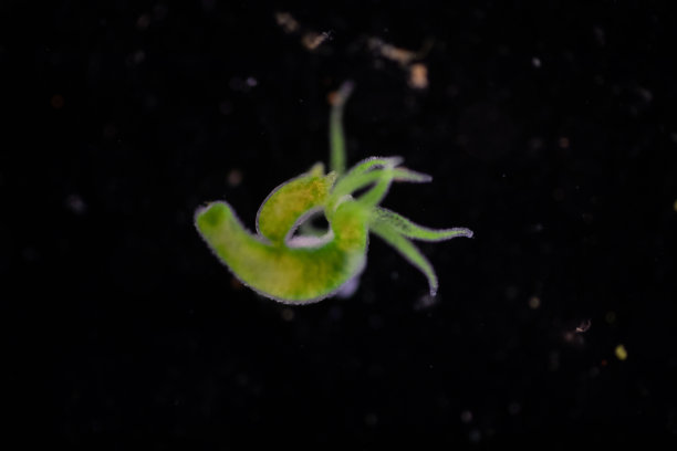 cnidaria