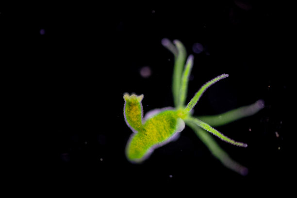 cnidaria
