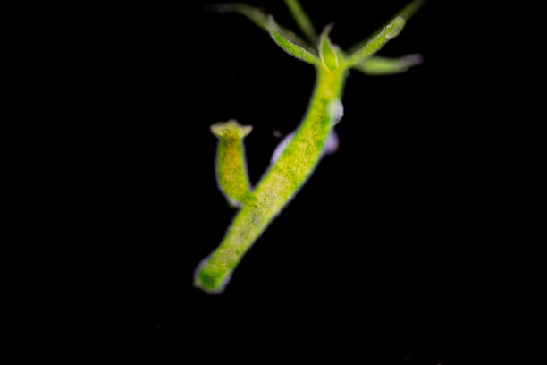 cnidaria