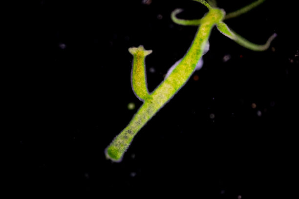 cnidaria