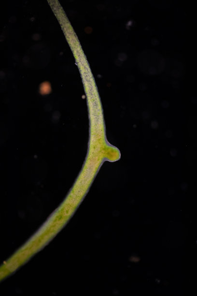 cnidaria