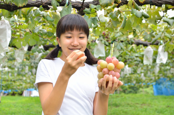 摘葡萄的少女