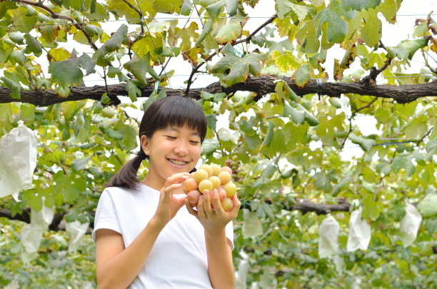 摘葡萄的少女