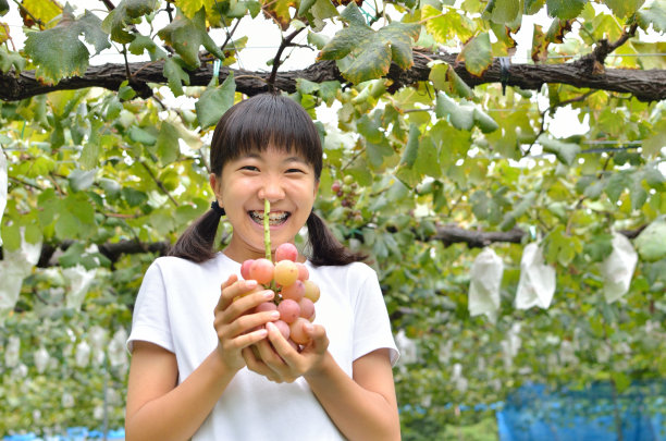摘葡萄的少女