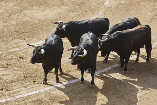 toro