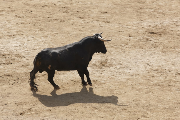 toro