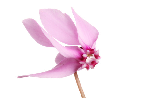 cyclamen