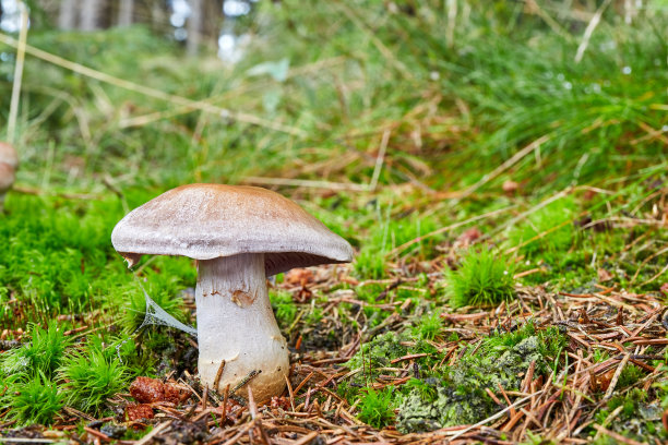 cortinarius