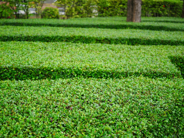 公园,庭院,植物墙,景色