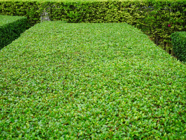 公园,庭院,植物墙,景色