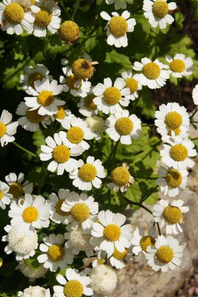 pyrethrum