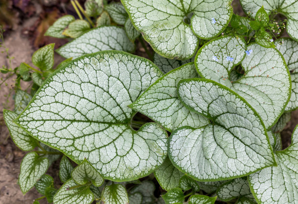 brunnera