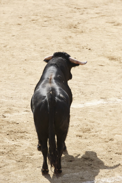 toro