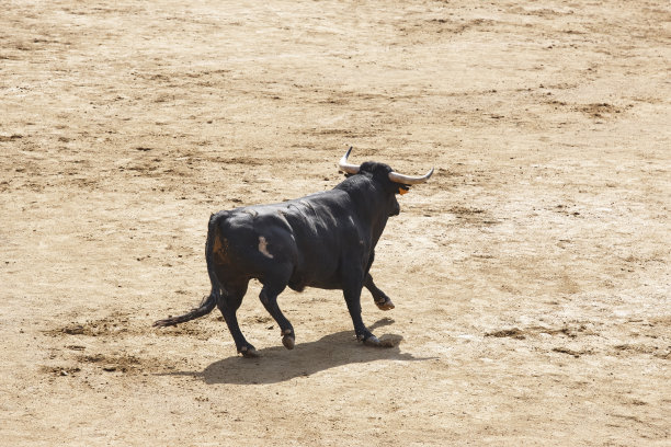 toro