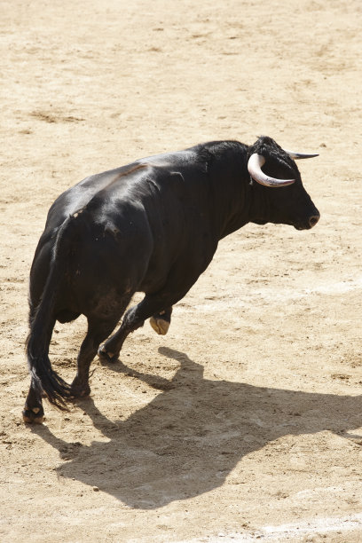 toro