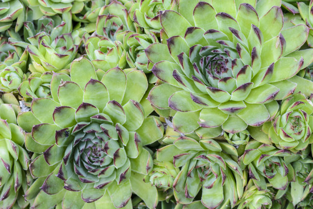 精美紫色绿色圆形花纹图案