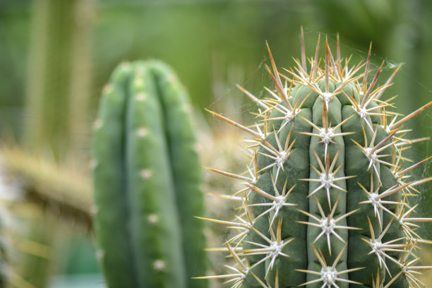 精美紫色绿色圆形花纹图案