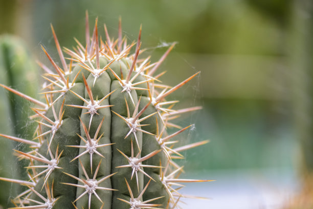 精美紫色绿色圆形花纹图案