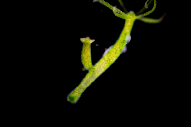 cnidaria