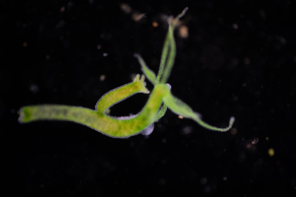 cnidaria