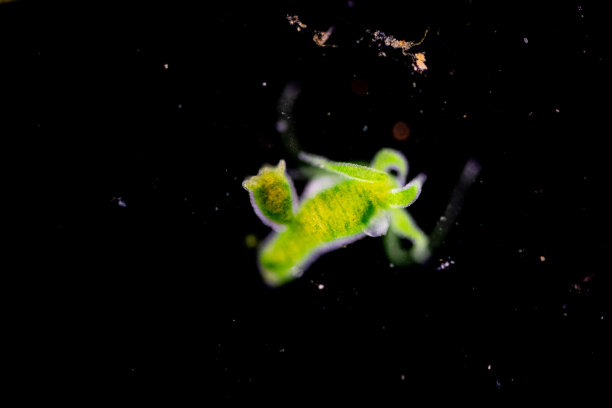 cnidaria