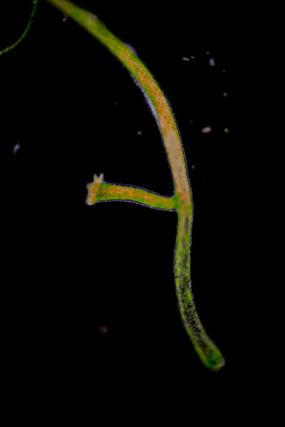 cnidaria