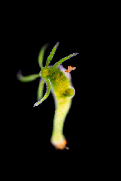 cnidaria