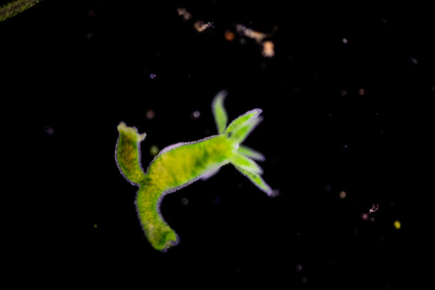 cnidaria