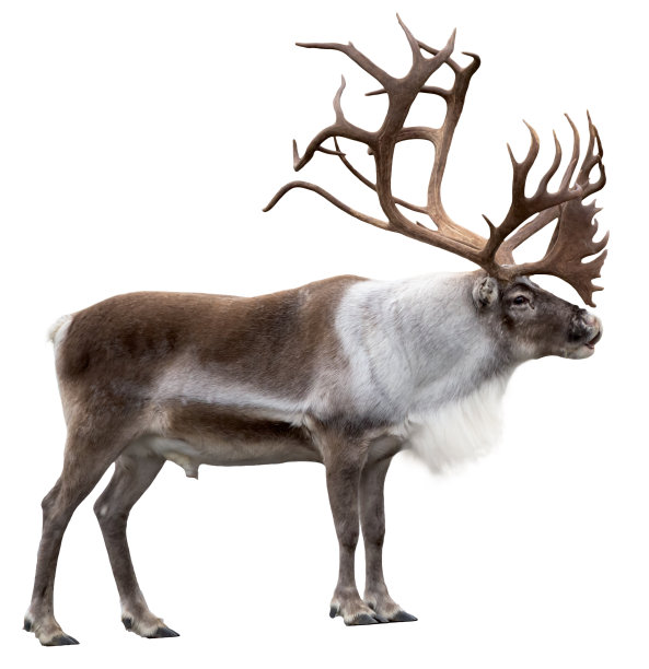 reindeer
