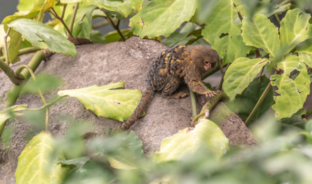 marmoset