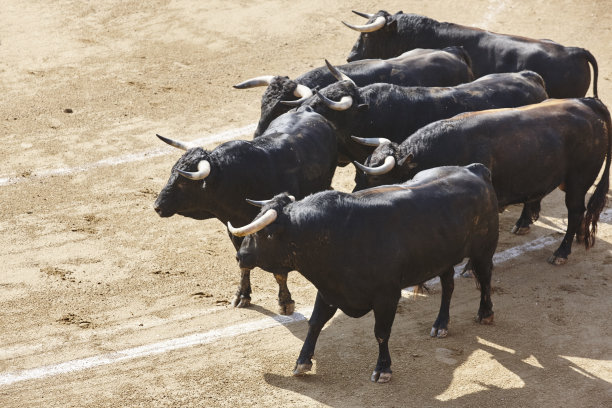 toro