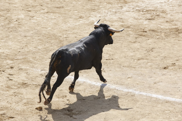 toro
