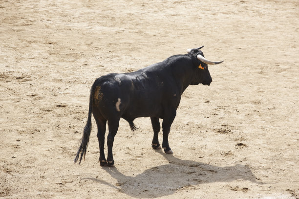 toro