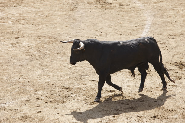 toro