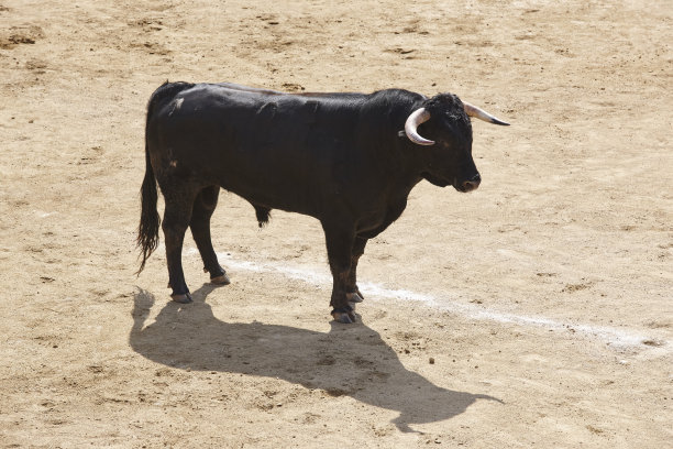toro