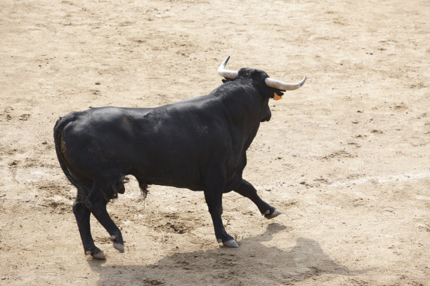 toro