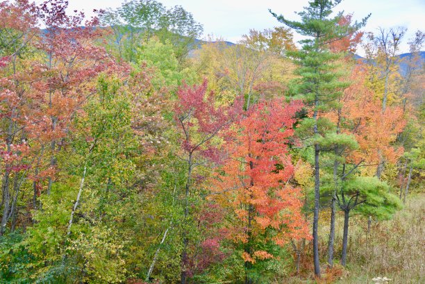 stowe
