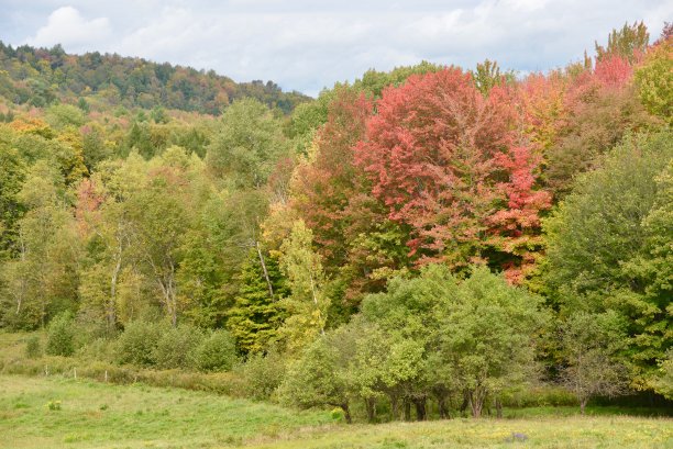stowe